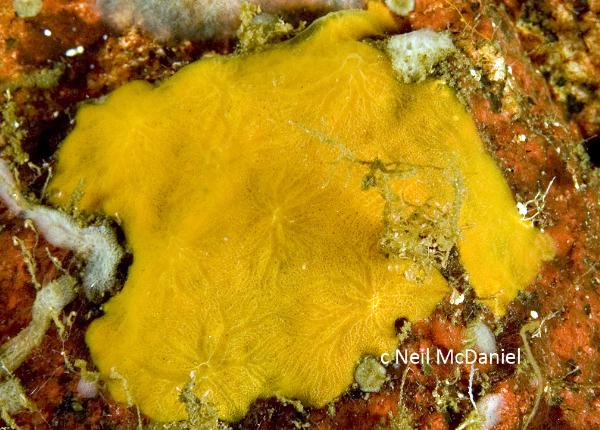 Photo of Clathria sp. by <a href="http://www.seastarsofthepacificnorthwest.info/">Neil McDaniel</a>